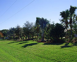 Lawn Care, Sarasota, FL Lawn Care, Sarasota, FL